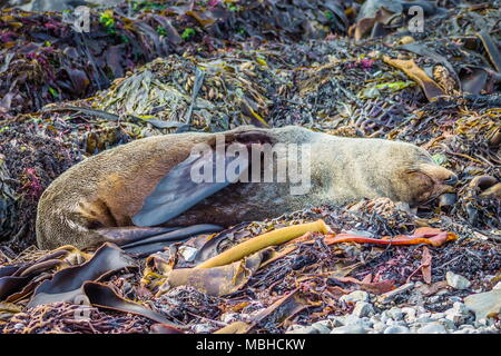 Close up image of a New Zealand Fur Seal sleeping on seaweed along the Kaikoura Coast Stock Photo