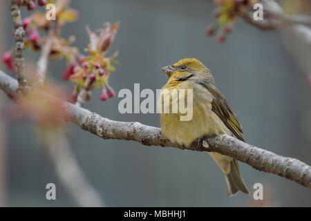 Qingdao, Qingdao, China. 10th Apr, 2018. Qingdao, CHINA-10th April 2018: A bird standing in a cherry tree in Qingdao, east China's Shandong Province. Credit: SIPA Asia/ZUMA Wire/Alamy Live News Stock Photo