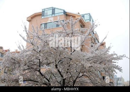 Qingdao, Qingdao, China. 10th Apr, 2018. Qingdao, CHINA-10th April 2018:Cherry blossoms in Qingdao, east China's Shandong Province. Credit: SIPA Asia/ZUMA Wire/Alamy Live News Stock Photo