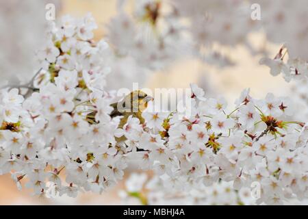 Qingdao, Qingdao, China. 10th Apr, 2018. Qingdao, CHINA-10th April 2018: A bird standing in a cherry tree in Qingdao, east China's Shandong Province. Credit: SIPA Asia/ZUMA Wire/Alamy Live News Stock Photo