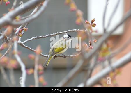 Qingdao, Qingdao, China. 10th Apr, 2018. Qingdao, CHINA-10th April 2018: A bird standing in a cherry tree in Qingdao, east China's Shandong Province. Credit: SIPA Asia/ZUMA Wire/Alamy Live News Stock Photo