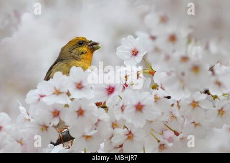 Qingdao, Qingdao, China. 10th Apr, 2018. Qingdao, CHINA-10th April 2018: A bird standing in a cherry tree in Qingdao, east China's Shandong Province. Credit: SIPA Asia/ZUMA Wire/Alamy Live News Stock Photo