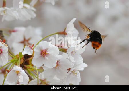 Qingdao, Qingdao, China. 10th Apr, 2018. Qingdao, CHINA-10th April 2018: A bird standing in a cherry tree in Qingdao, east China's Shandong Province. Credit: SIPA Asia/ZUMA Wire/Alamy Live News Stock Photo