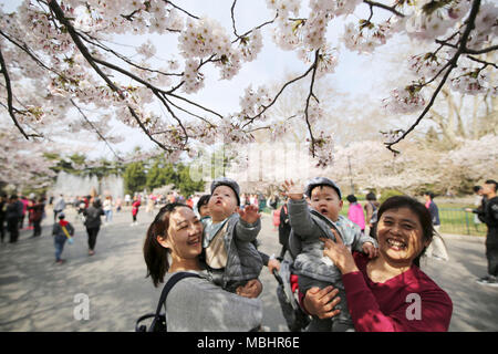 Qingdao, China's Shandong Province. 11th Apr, 2018. People enjoy the view of cherry blossoms at Zhongshan Park in Qingdao, east China's Shandong Province, April 11, 2018. Credit: Huang Jiexian/Xinhua/Alamy Live News Stock Photo