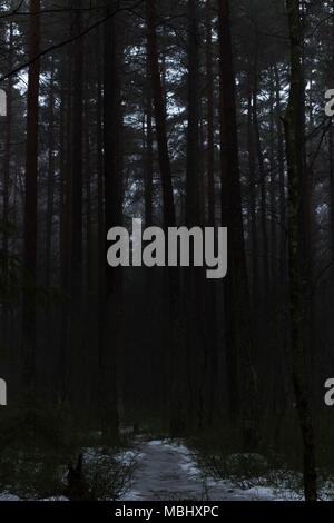 Forest with pine, fir and birch trees. Misty, moody, morning. Nackareservatet - nature reserve in Sweden. Stock Photo