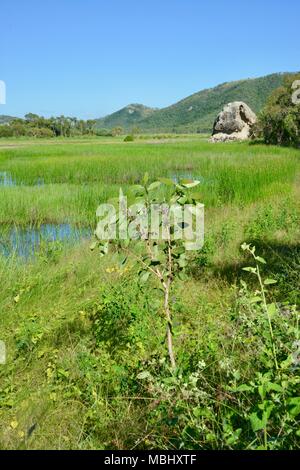 Townsville Town Common Conservation Park, Pallarenda, QLD, Australia Stock Photo