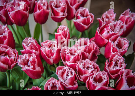 Red fringed tulip Stock Photo