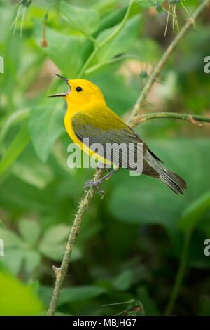 Prothonotary Warbler Singing Closeup with green background Stock Photo