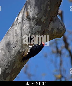 acorn woodpecker at its nest hole in a tree. Sunol Regional Wilderness, California, Stock Photo