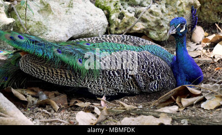 Peacock on stone Stock Photo
