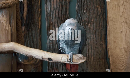 Parrot on the branch Stock Photo