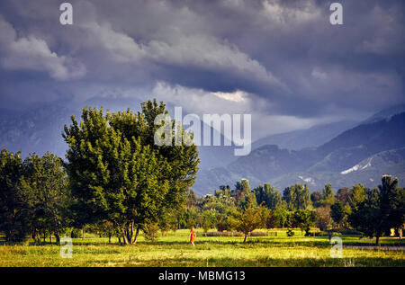 Woman in red dress walking to big tree in the park with cloudy mountains in Almaty, Kazakhstan Stock Photo