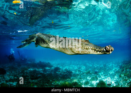 Saltwater crocodile (Crocodylus porosus), largest of all living reptiles, Palau, Micronesia Stock Photo