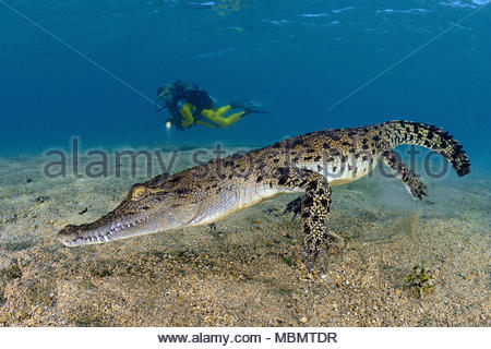 Saltwater crocodile, Kimbe Bay, West New Britain, Papua New Guinea