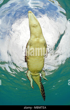 Saltwater crocodile (Crocodylus porosus), largest of all living reptiles, Kimbe Bay, West New Britain, Papua New Guinea Stock Photo