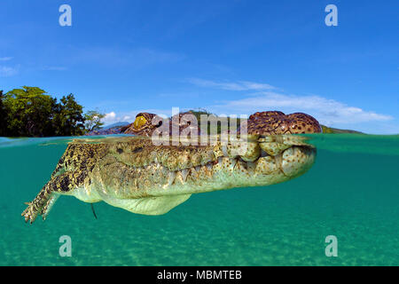 Saltwater crocodile (Crocodylus porosus), largest of all living reptiles, split image, Kimbe Bay, West New Britain, Papua New Guinea Stock Photo