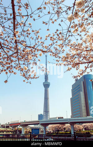 Tokyo cityscape with Skytree tower and cherry blossoms in foreground at spring in Japan Stock Photo