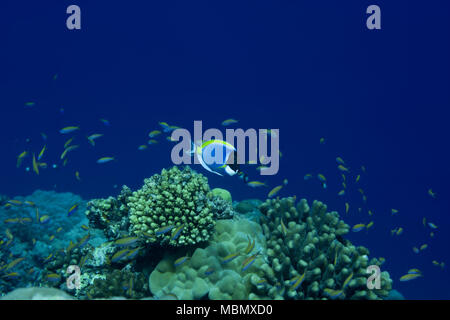 Powder Blue Tang (Acanthurus leucosternon) swim over coral reef Stock Photo