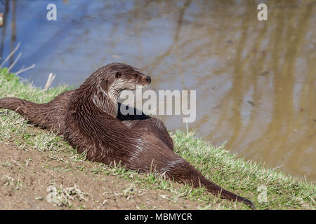 European Otter (Lutra Lutra) at the British Wildlife Centre, Lingfield, Surrey, England, UK Stock Photo