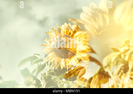 Abstract sunflower with blurred golden sunburst as background.