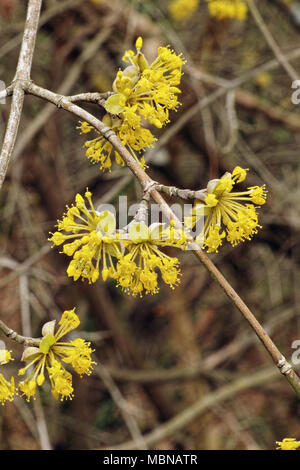 branch of cornelian cherry in bloom Stock Photo