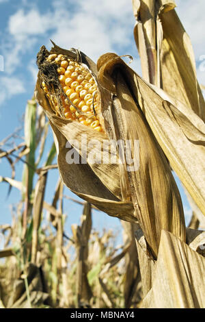 ripe corn cob, zea mays, poaceae Stock Photo