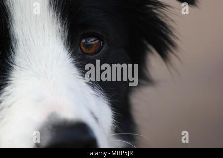 Close up of a dog's eye Stock Photo