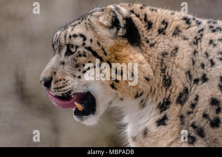 Snow leopard or ounce (Panthera uncia), looking to the left Stock Photo