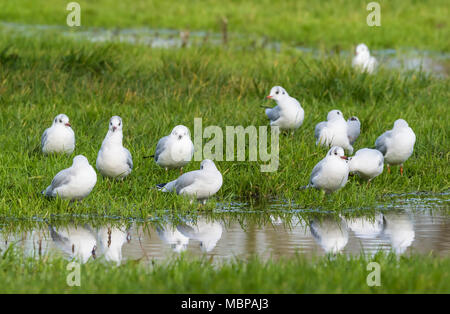 Black Headed Gulls (Chroicocephalus ridibundus) standing on wet grass by water in a flooded field in Winter in England, UK. Stock Photo