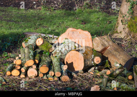 Logs chopped up ready for a fire. Stock Photo