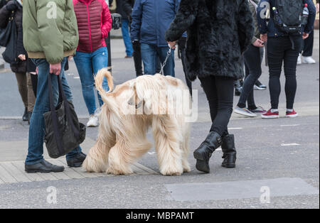 Afghan Hound dog being walked on a lead across a road in a town in the UK. Stock Photo