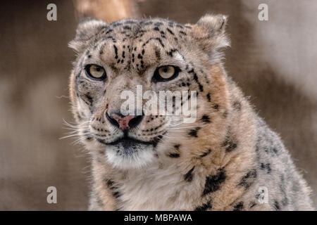 Snow leopard or ounce (Panthera uncia), looking at you Stock Photo
