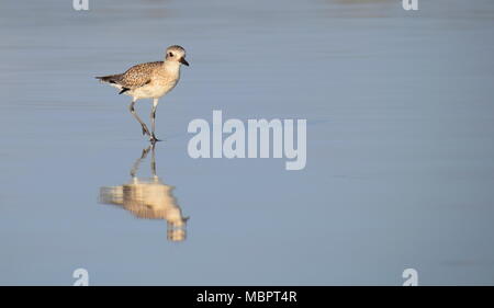 Grey plover or black-bellied plover (Pluvialis squatarola) foraging with reflection in the surf. Stock Photo