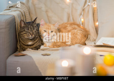 two cats lying on sofa at home Stock Photo