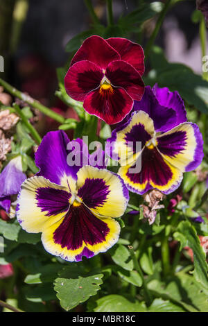 Viola tricolor/pansies in the garden Stock Photo