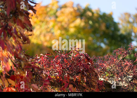 Das Herbstlaub, so bunt und schön wie ein Altweibersommer nur sein kann, wird von der Sonne beschienen.