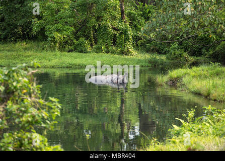 Wild rhino bathing in the river in Jaldapara National Park, Assam state, North East India Stock Photo