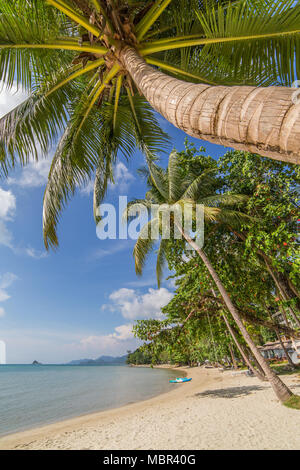 Palm trees on beautiful tropical beach on Koh Chang island in Thailand Stock Photo