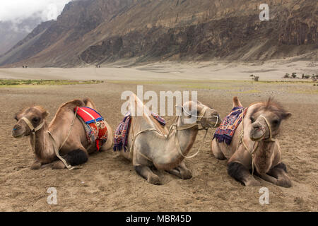 Camel safari in Nubra valley in Ladakh, India Stock Photo