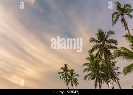 Palm trees against sunset sky on Koh Kood island in Thailand. Tropical holiday concept, copy space Stock Photo