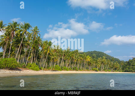 Palm trees on beautiful tropical beach on Koh Chang island in Thailand