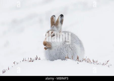 Mountain hare / Alpine hare / snow hare (Lepus timidus) in white winter pelage eating plants in the snow Stock Photo