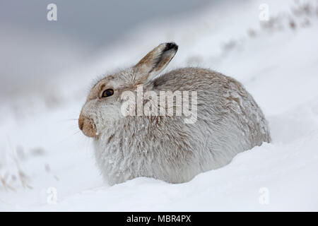 Mountain hare / Alpine hare / snow hare (Lepus timidus) in white winter pelage resting on hillside during snowstorm Stock Photo
