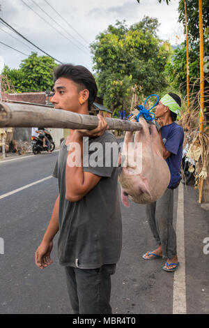 Bali, Indonesia - September 15, 2016: Balinese men carry pig for slaughter for Galungan ceremony in Bali, Indonesia. Stock Photo