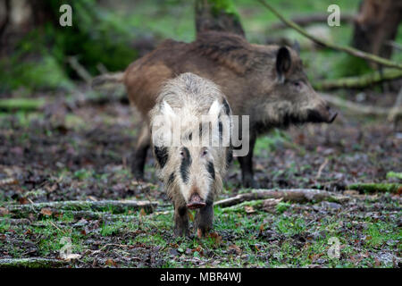 Spotted wild boar (Sus scrofa) brindled piglet foraging in autumn forest Stock Photo