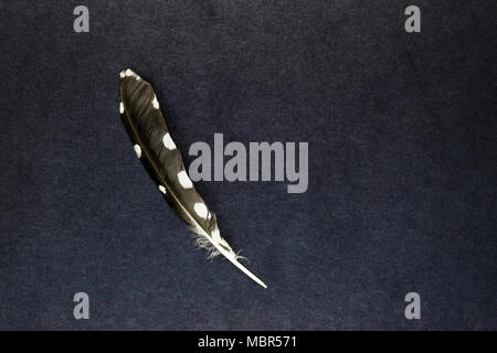 Alone owl feather lying on partly blue and black background surface with free space Stock Photo