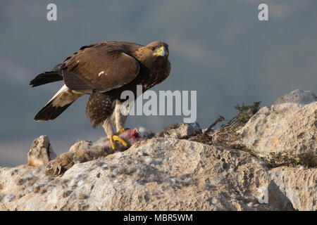 Golden eagle (Aquila chrysaetos) perched on rabbit carcass. Stock Photo