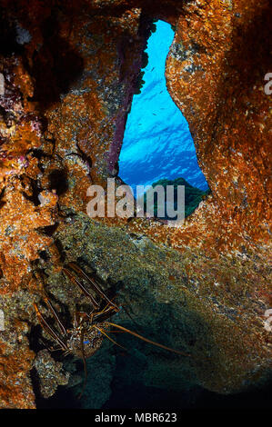 Brown spiny lobster (Panulirus echinatus) in a cave in Mar de las Calmas Marine Reserve (El Hierro, Canary Islands, Spain) Stock Photo