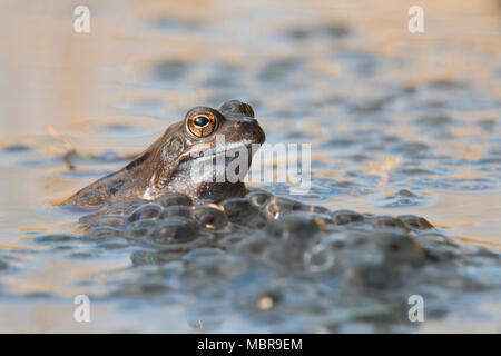 Common frog (Rana temporaria) spawning in waters, Emsland, Lower Saxony, Germany Stock Photo