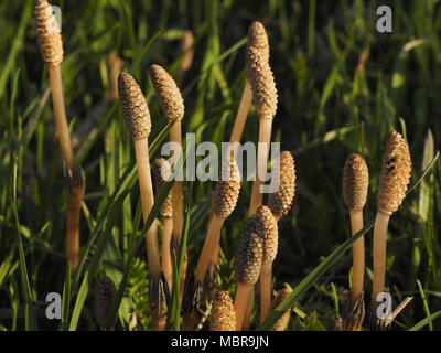 Equisetum arvense, the field horsetail or common horsetail, is an herbaceous perennial plant in the Equisetopsida Stock Photo